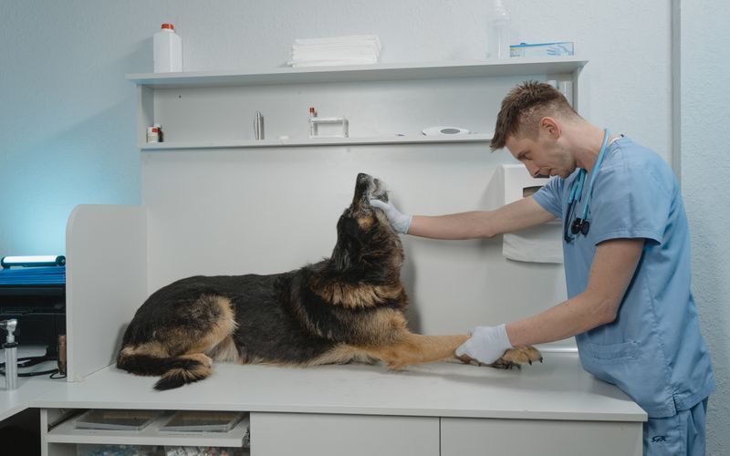 Vendra veterinary clinic software — vet examining animal at clinic